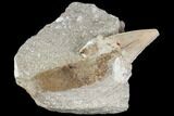 Otodus Shark Tooth Fossil in Rock - Eocene #111036-1
